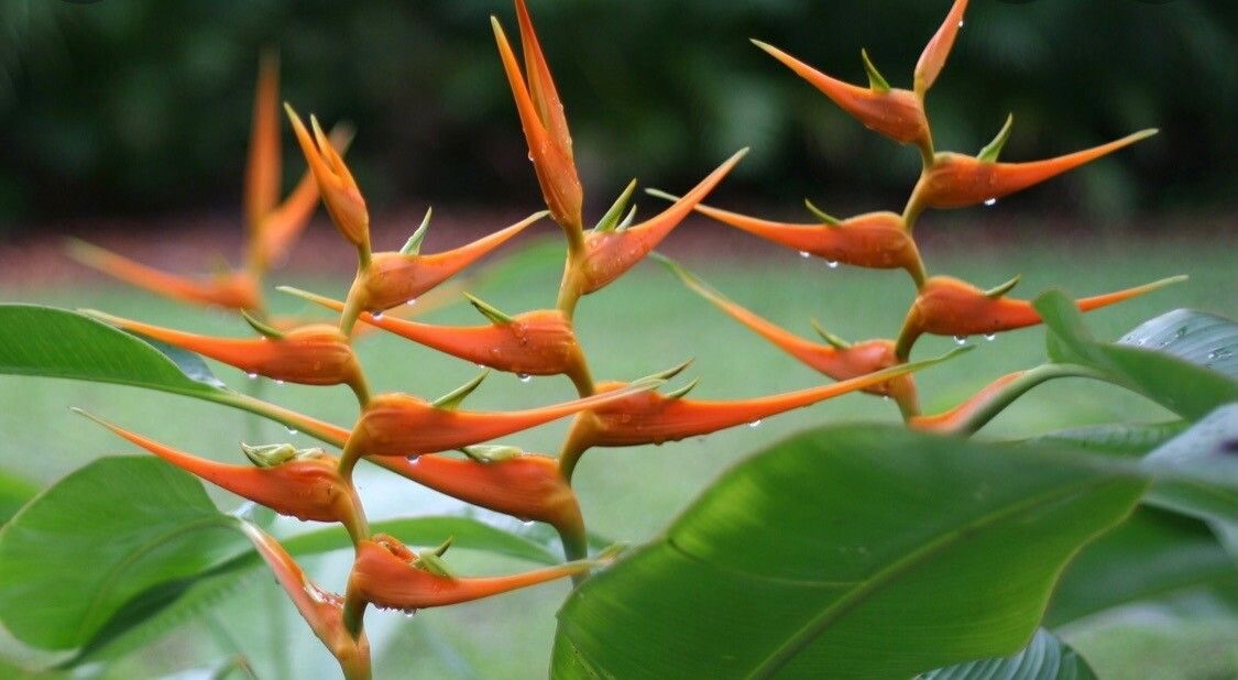 Heliconia latispatha flower