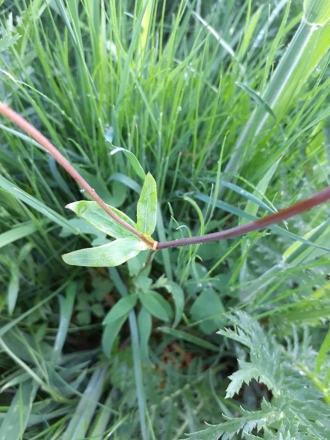 Aquilegia formosa — search result for 'Aquilegia'