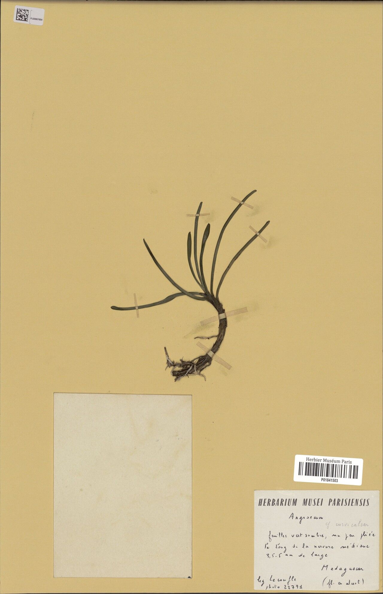 Angraecum curvicalcar — houseplant care guide