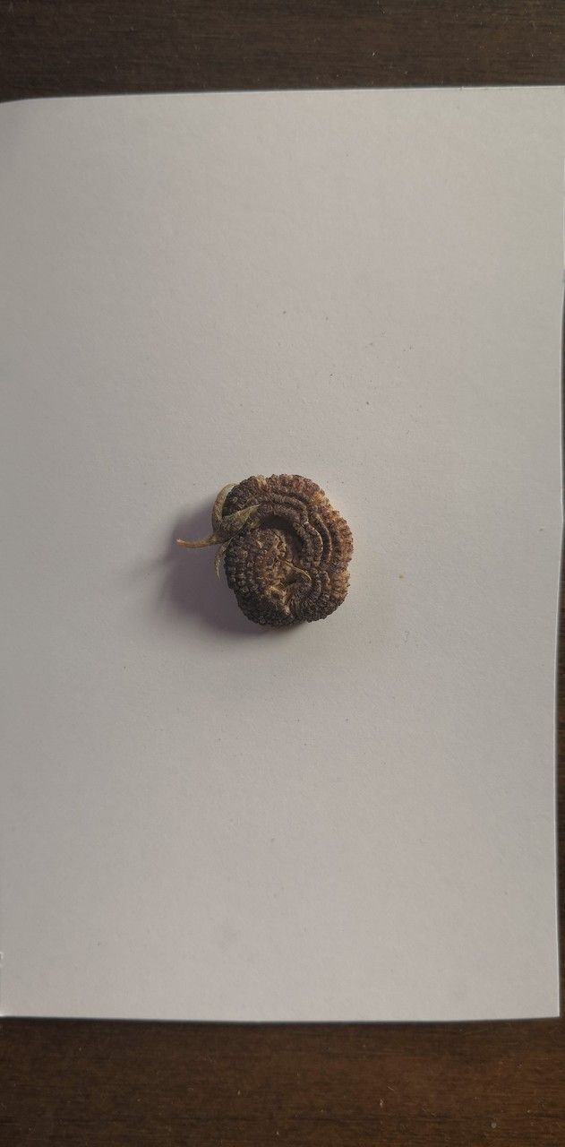 Scorpiurus vermiculatus fruit