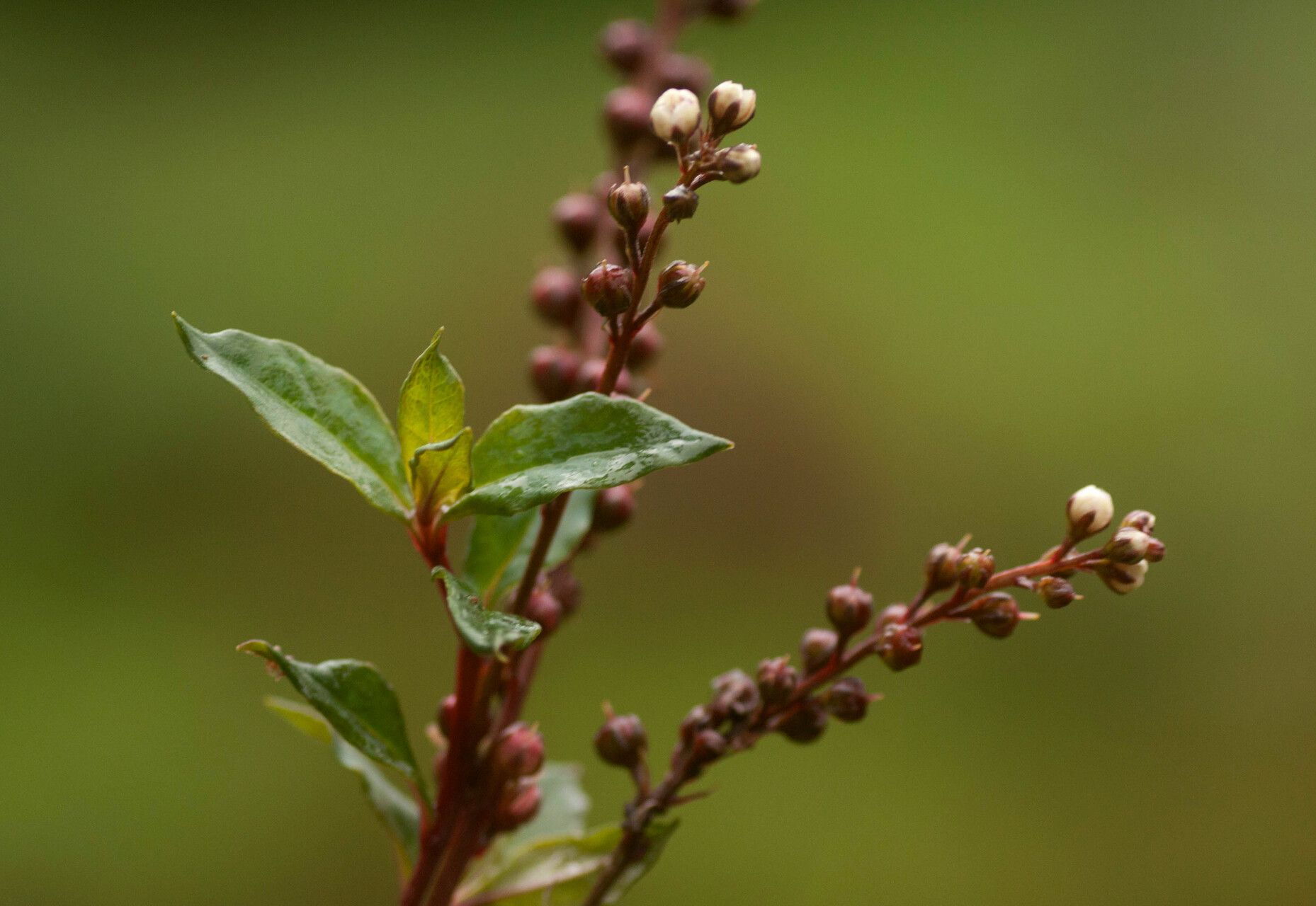 Lysimachia ruhmeriana flower
