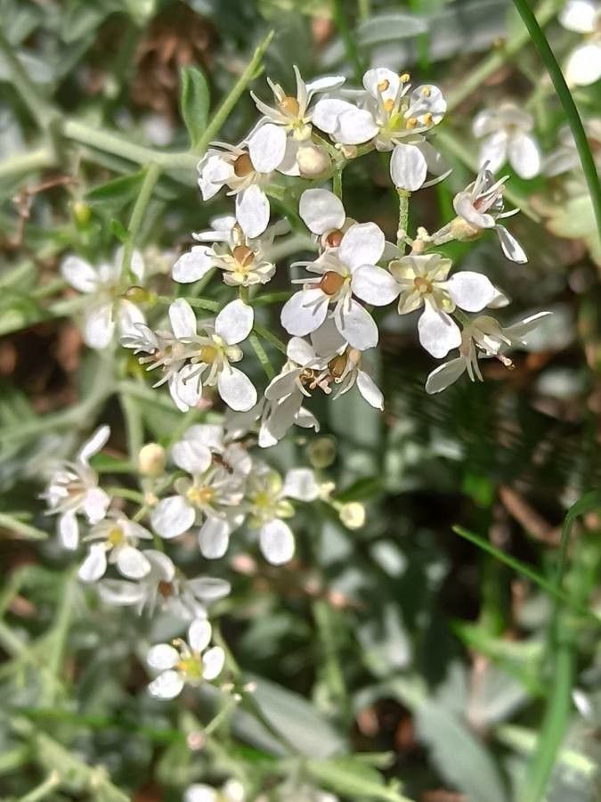 Hormathophylla lapeyrousiana flower