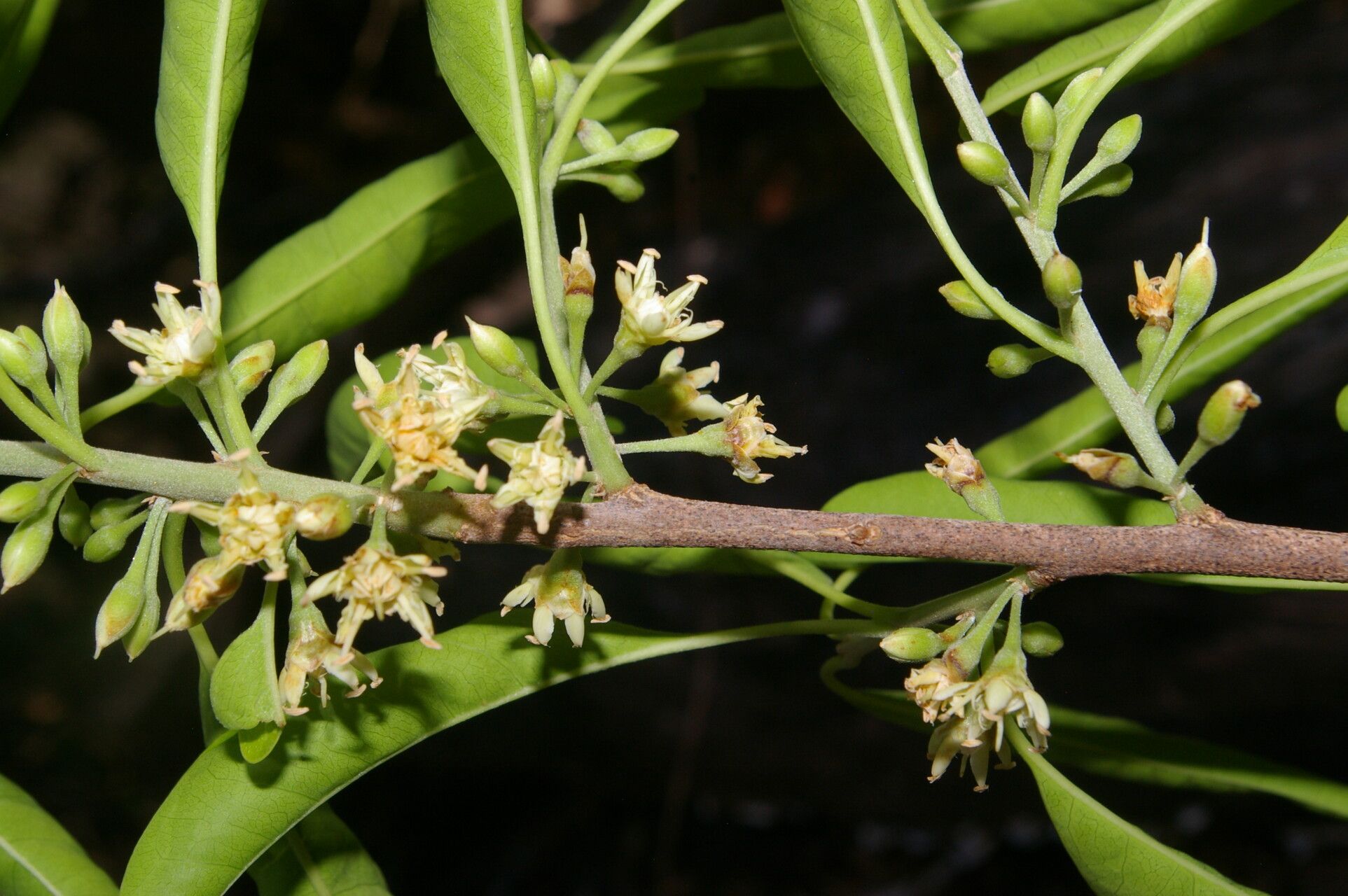 Sideroxylon stenospermum habit