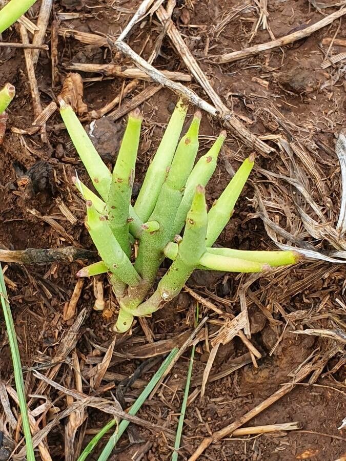 Cynanchum vanlessenii leaf