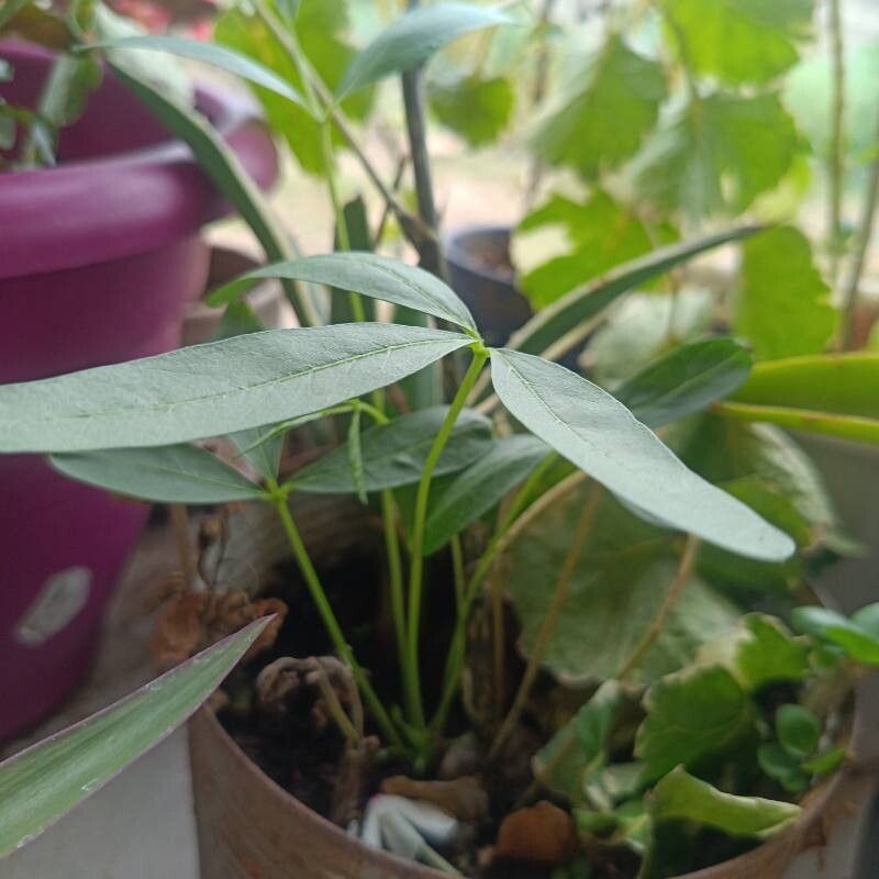 Vigna subterranea — search result for 'Vigna'