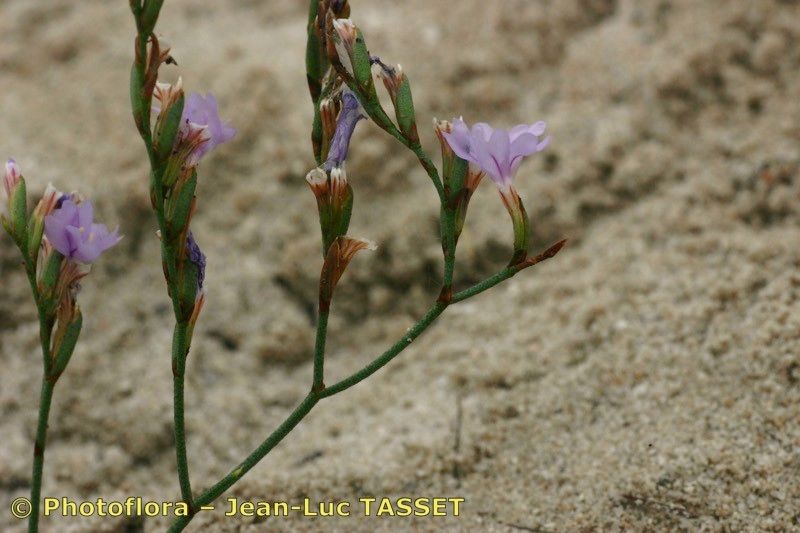 Limonium dubium other