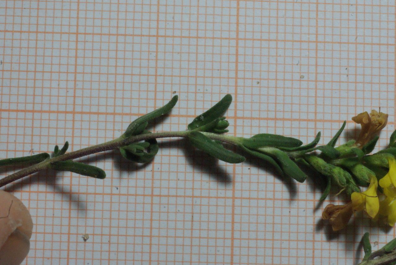 Odontites triboutii other