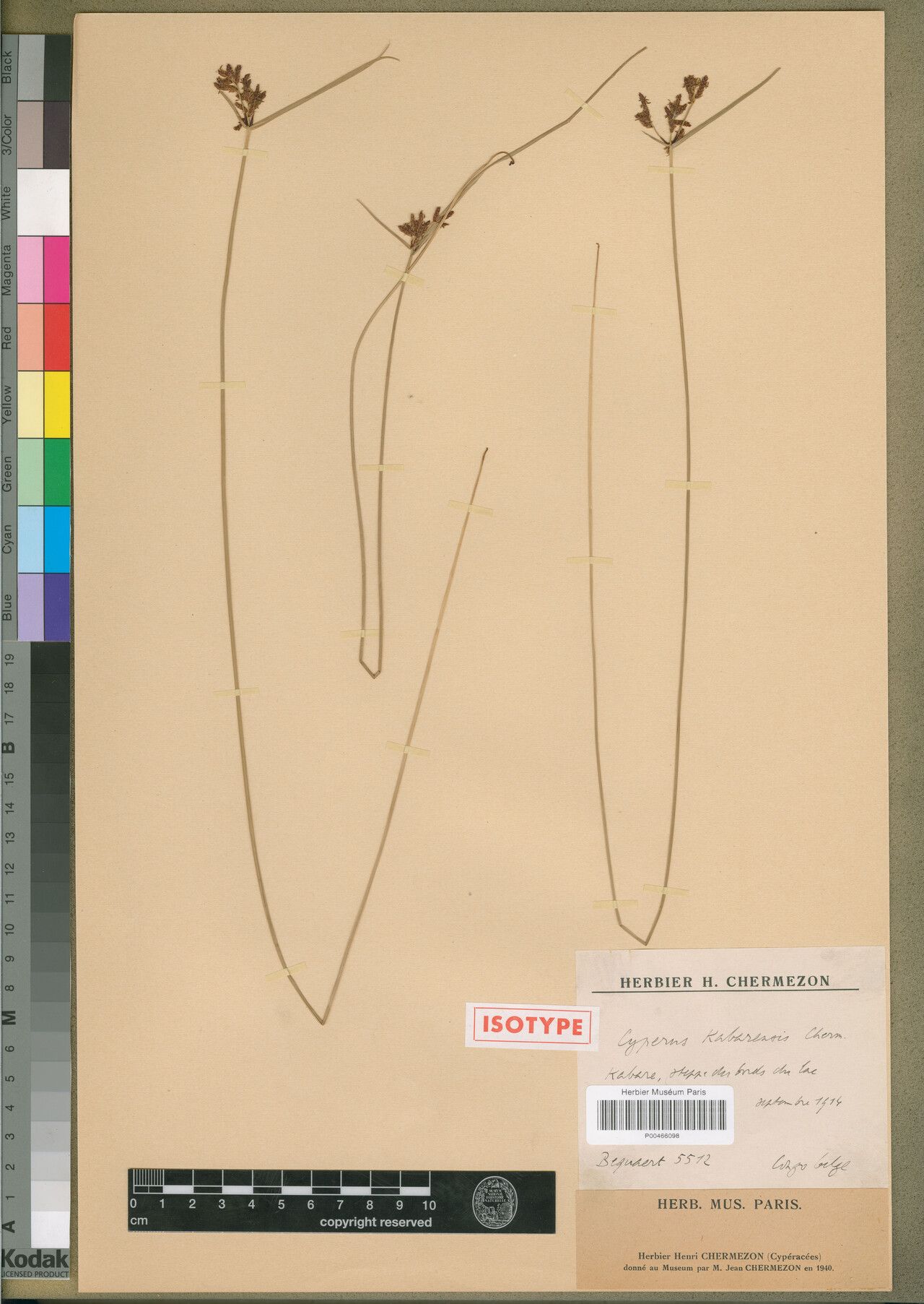 Cyperus kabarensis — houseplant care guide