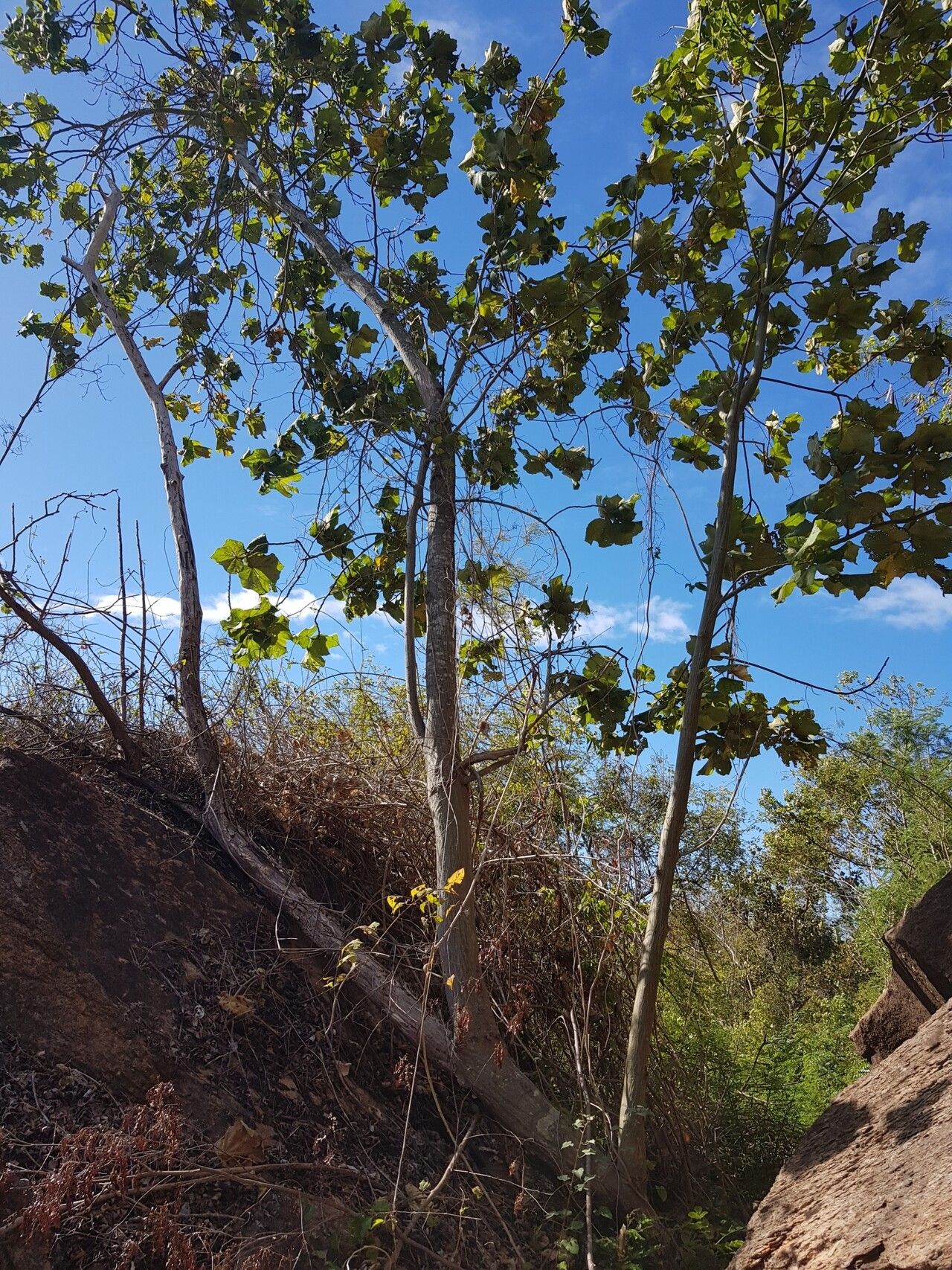 Hibiscus megistanthus habit