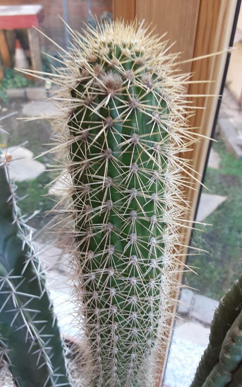 Echinopsis camarguensis habit