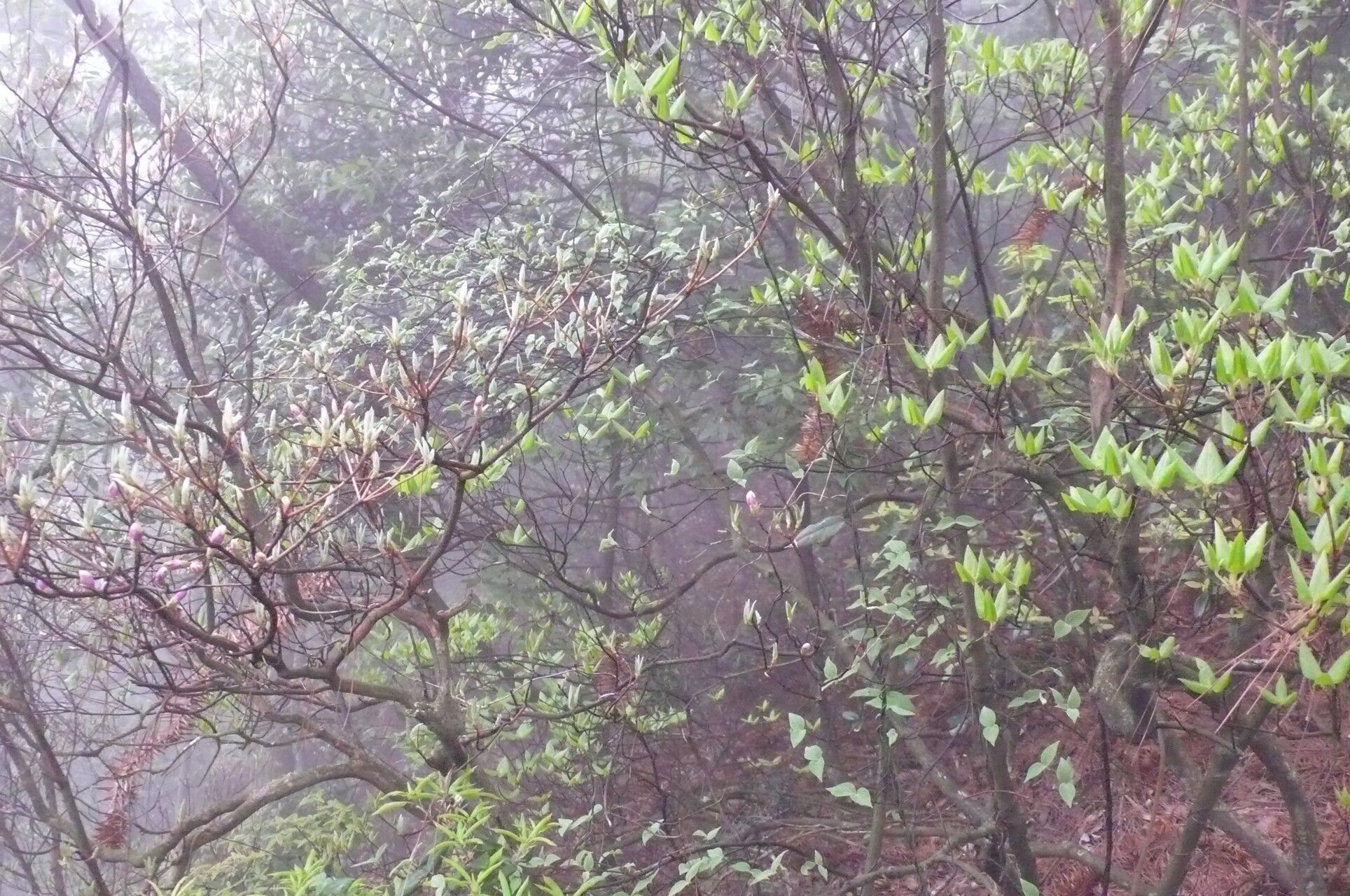 Rhododendron mariesii habit