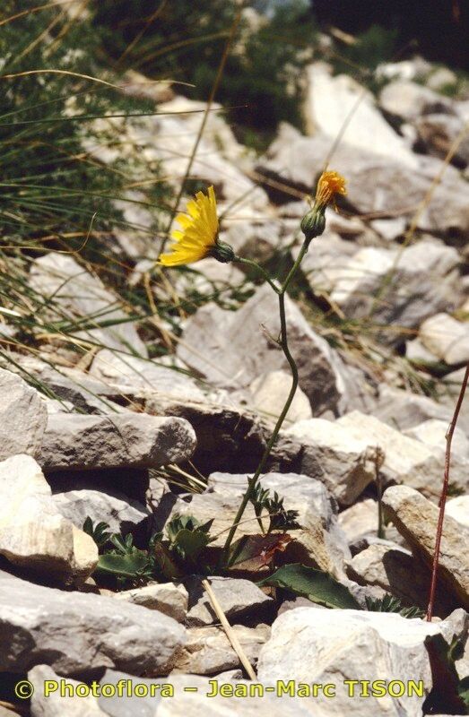 Hieracium chaixianum other