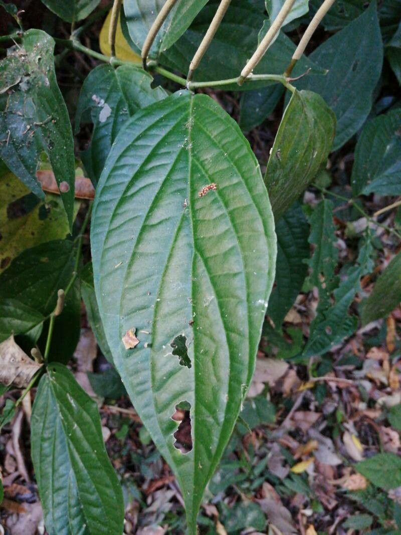 Piper davidianum leaf