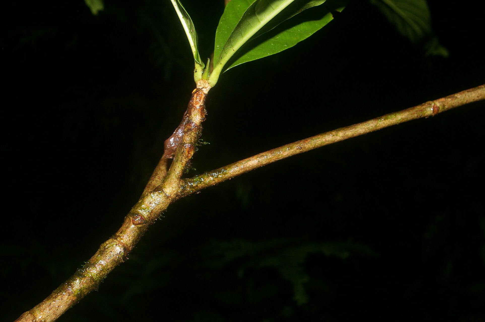 Warszewiczia uxpanapensis bark