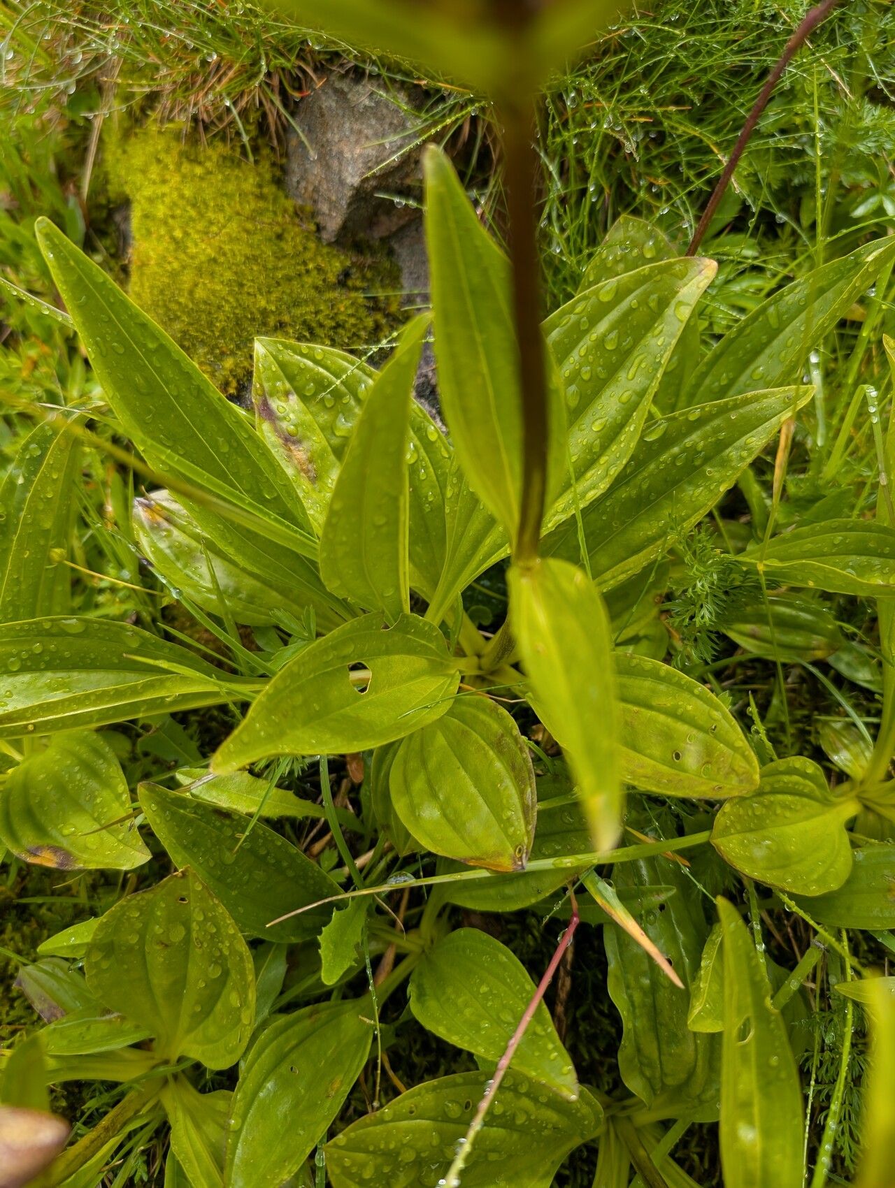 Gentiana × gaudiniana — houseplant care guide