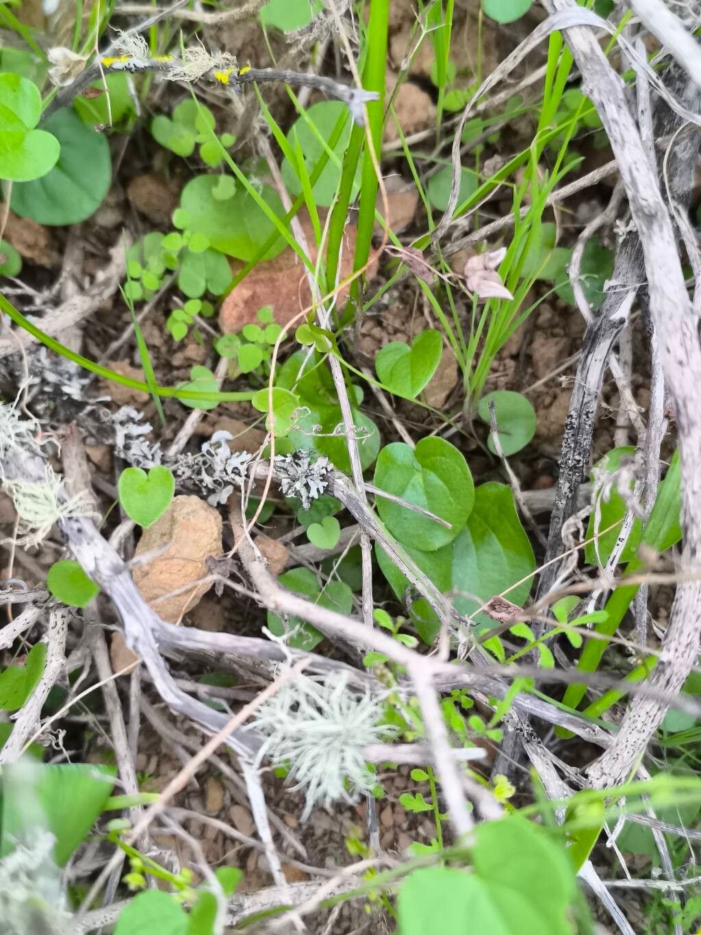 Dioscorea humilis — houseplant care guide