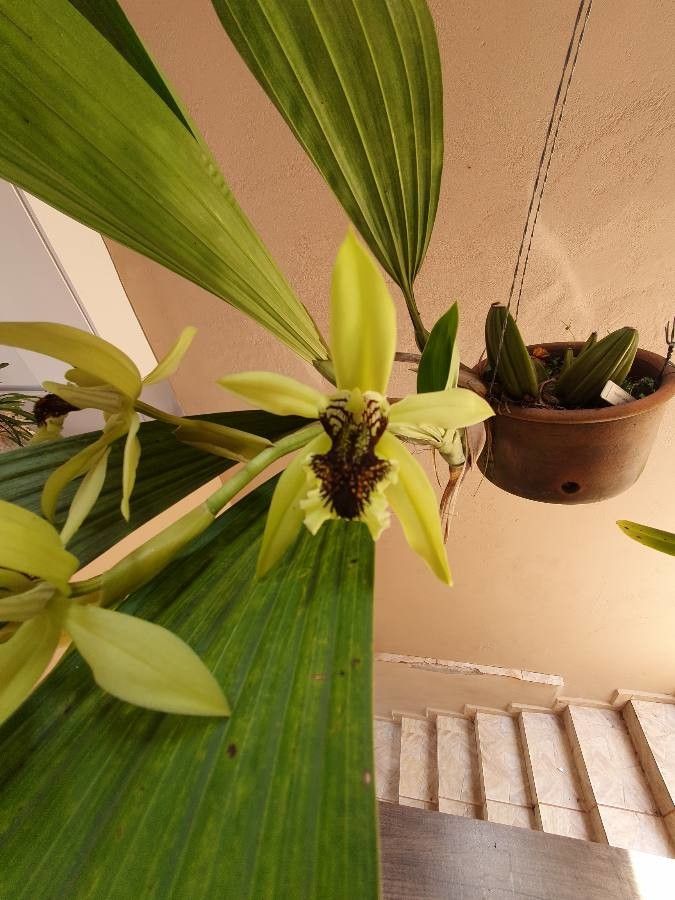 Coelogyne pandurata flower
