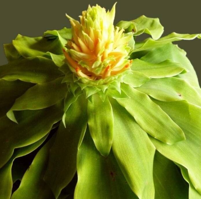 Pitcairnia tabuliformis — search result for 'Pitcairnia'