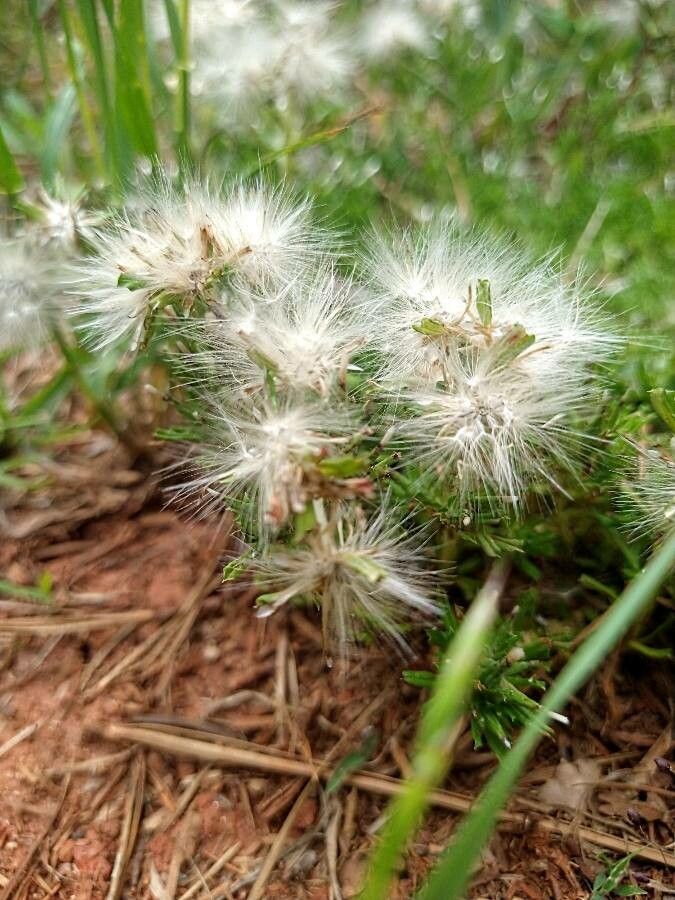 Facelis retusa flower