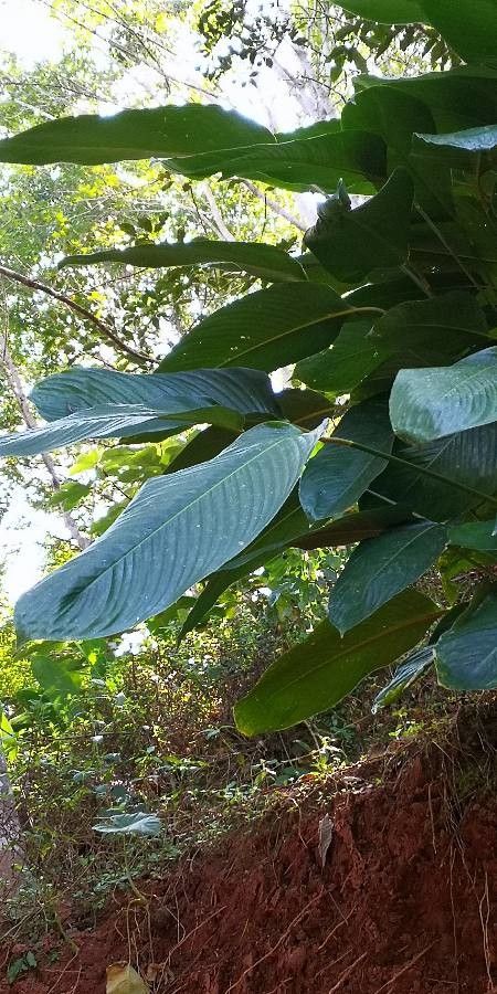 Phrynium pubinerve — search result for 'Marantaceae'