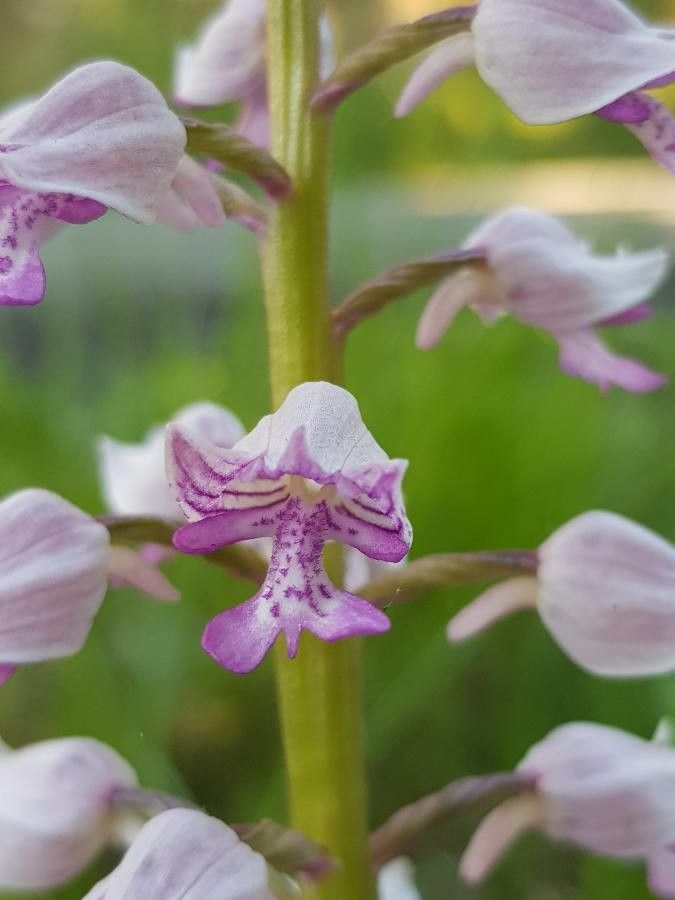 Orchis militaris flower