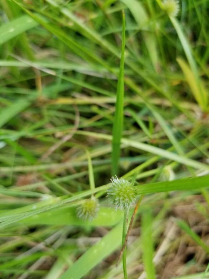 Kyllinga brevifolia fruit