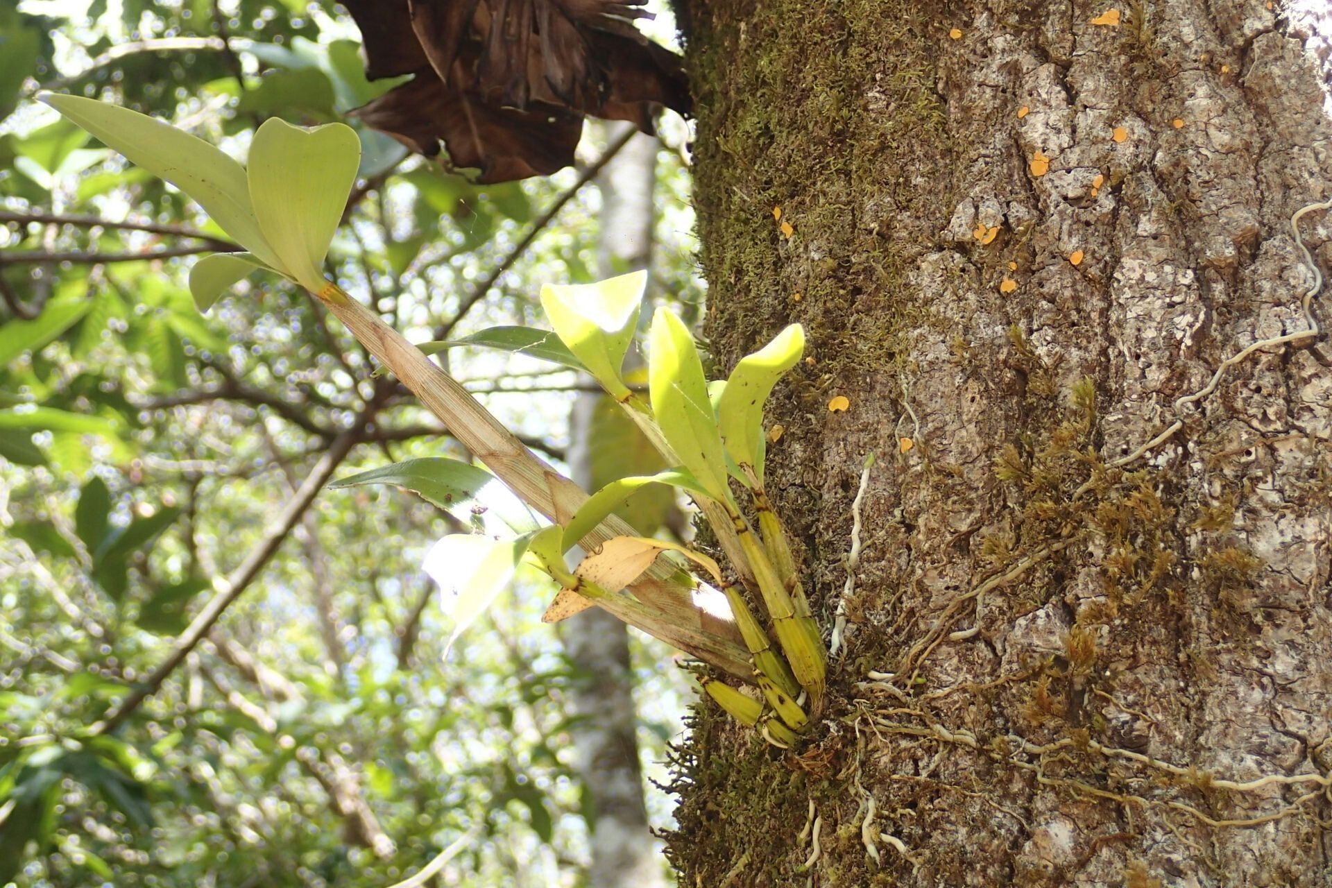 Dendrobium comptonii — houseplant care guide