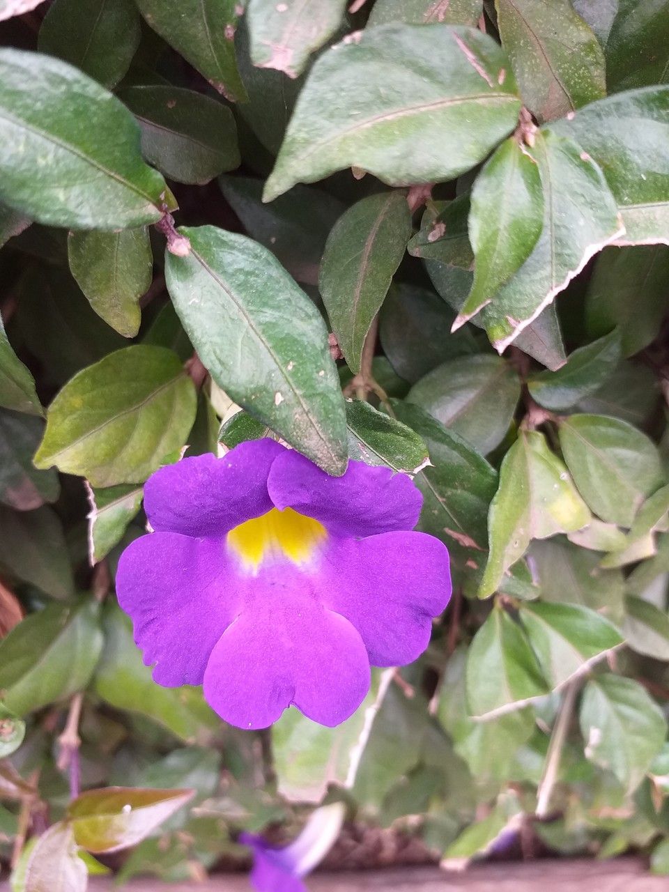 Thunbergia erecta flower