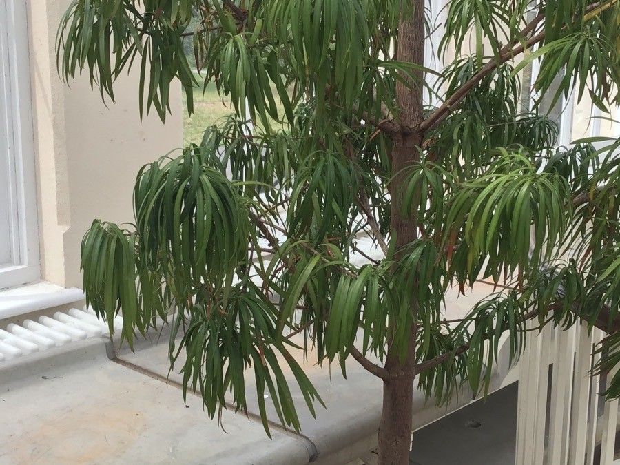 Podocarpus henkelii bark