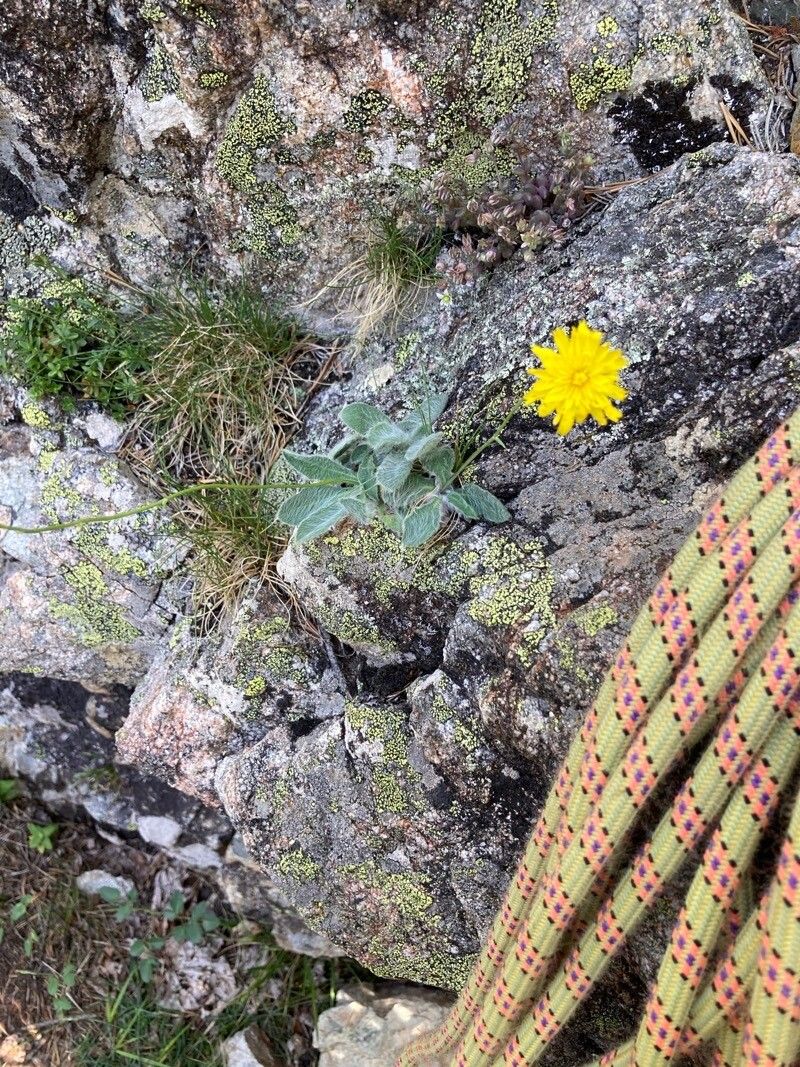 Hieracium phlomoides flower