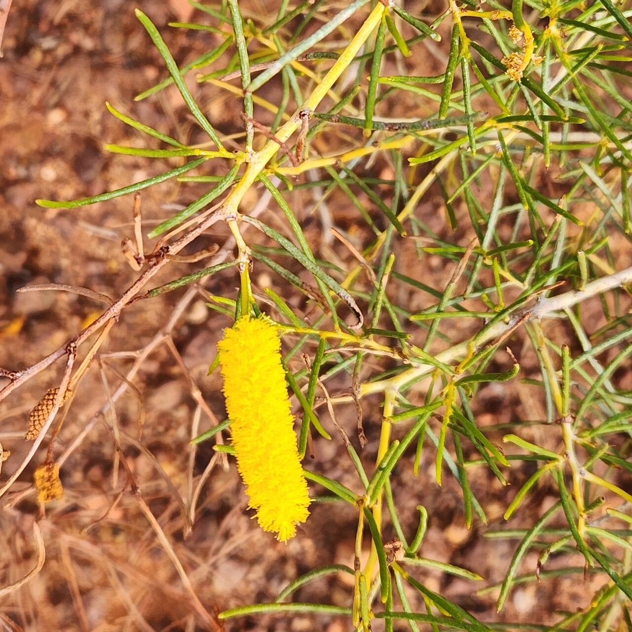 Acacia hilliana flower