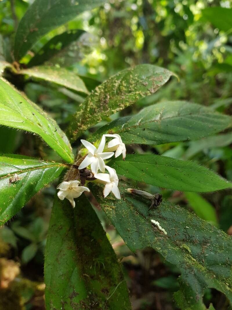 Duroia costaricensis flower