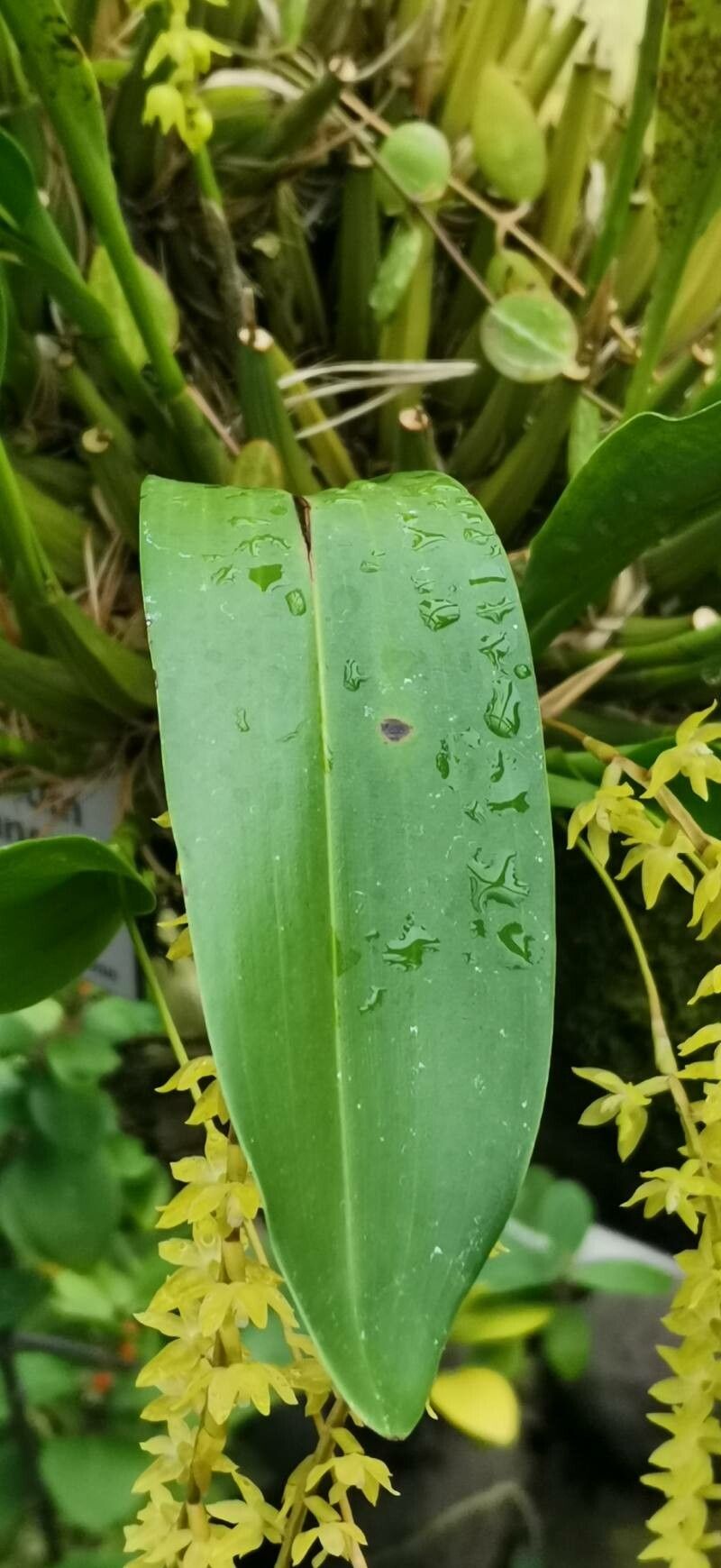 Coelogyne pangasinanensis — houseplant care guide