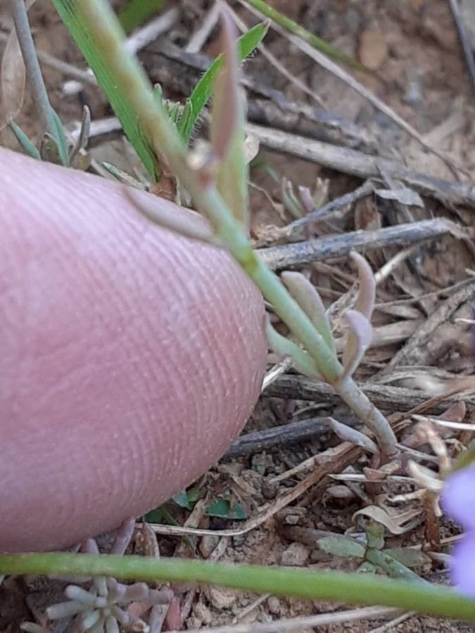 Linaria amethystea leaf