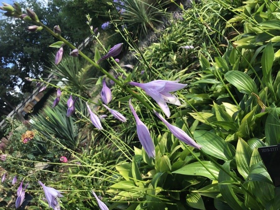 Hosta sieboldii flower