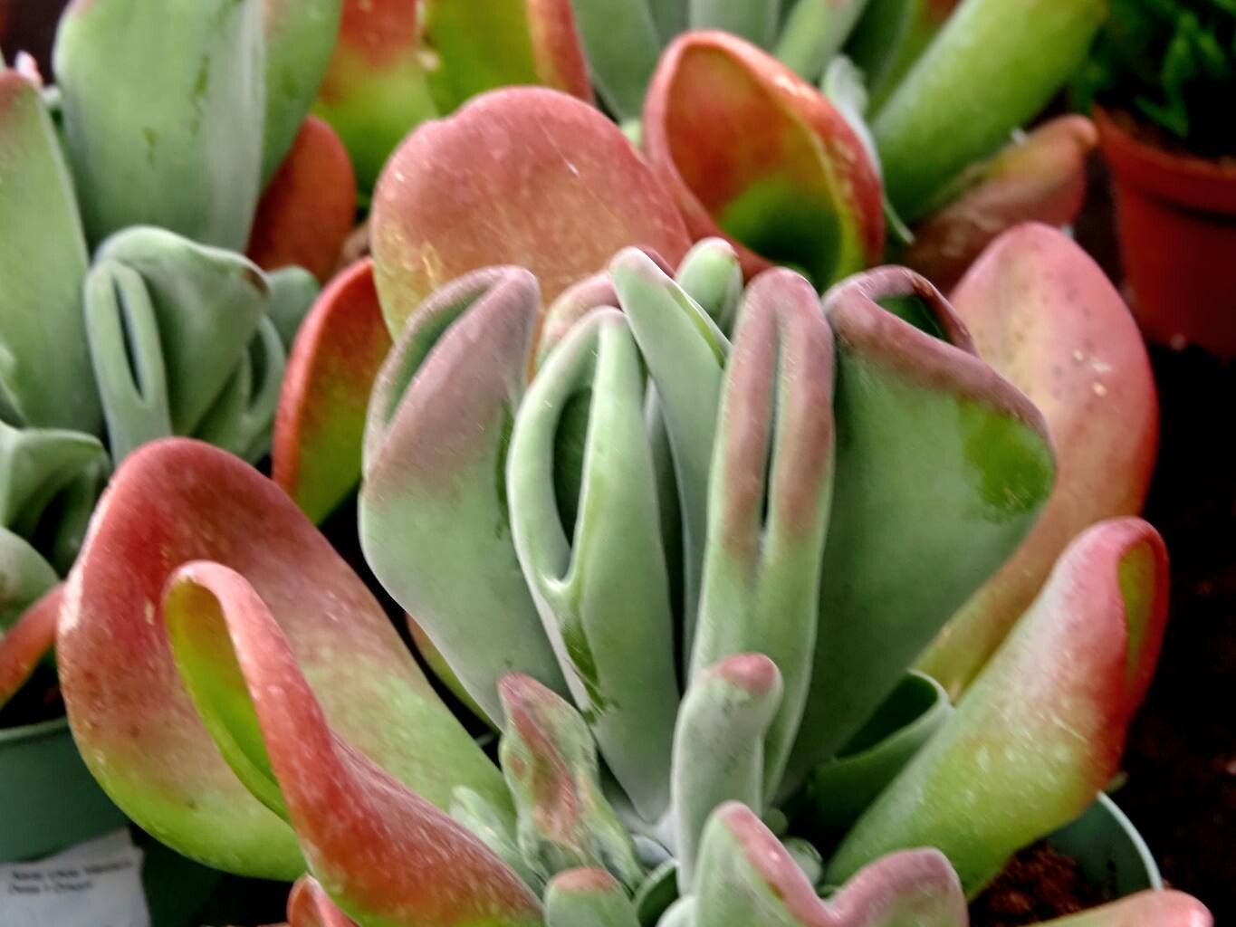 Kalanchoe luciae leaf