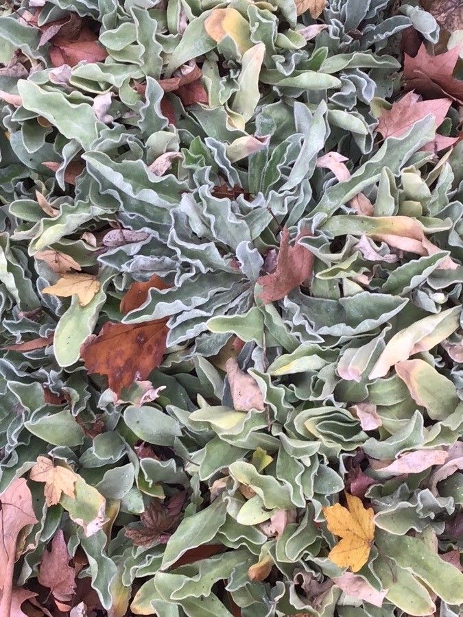 Lychnis coronata leaf