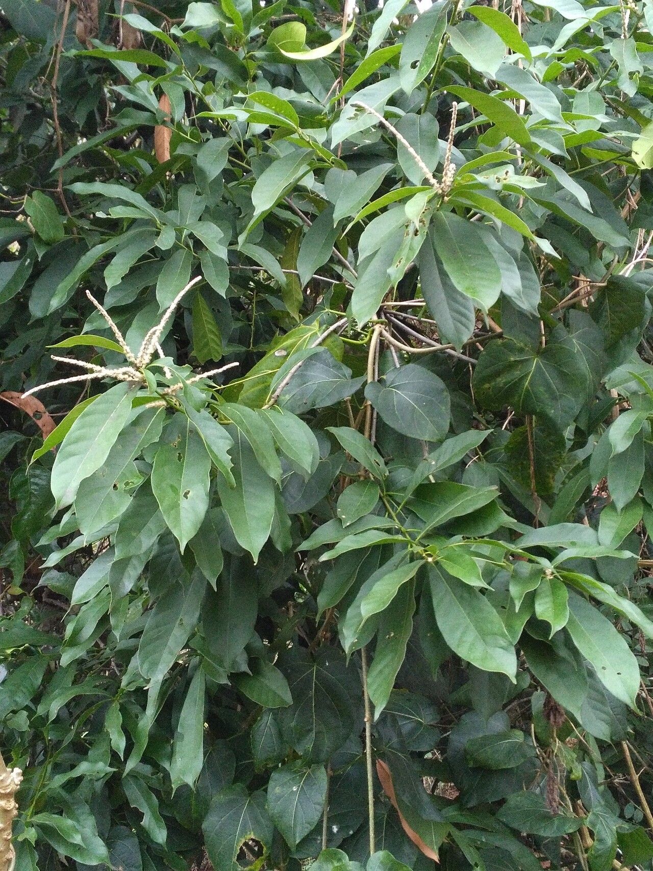 Castanopsis sclerophylla flower