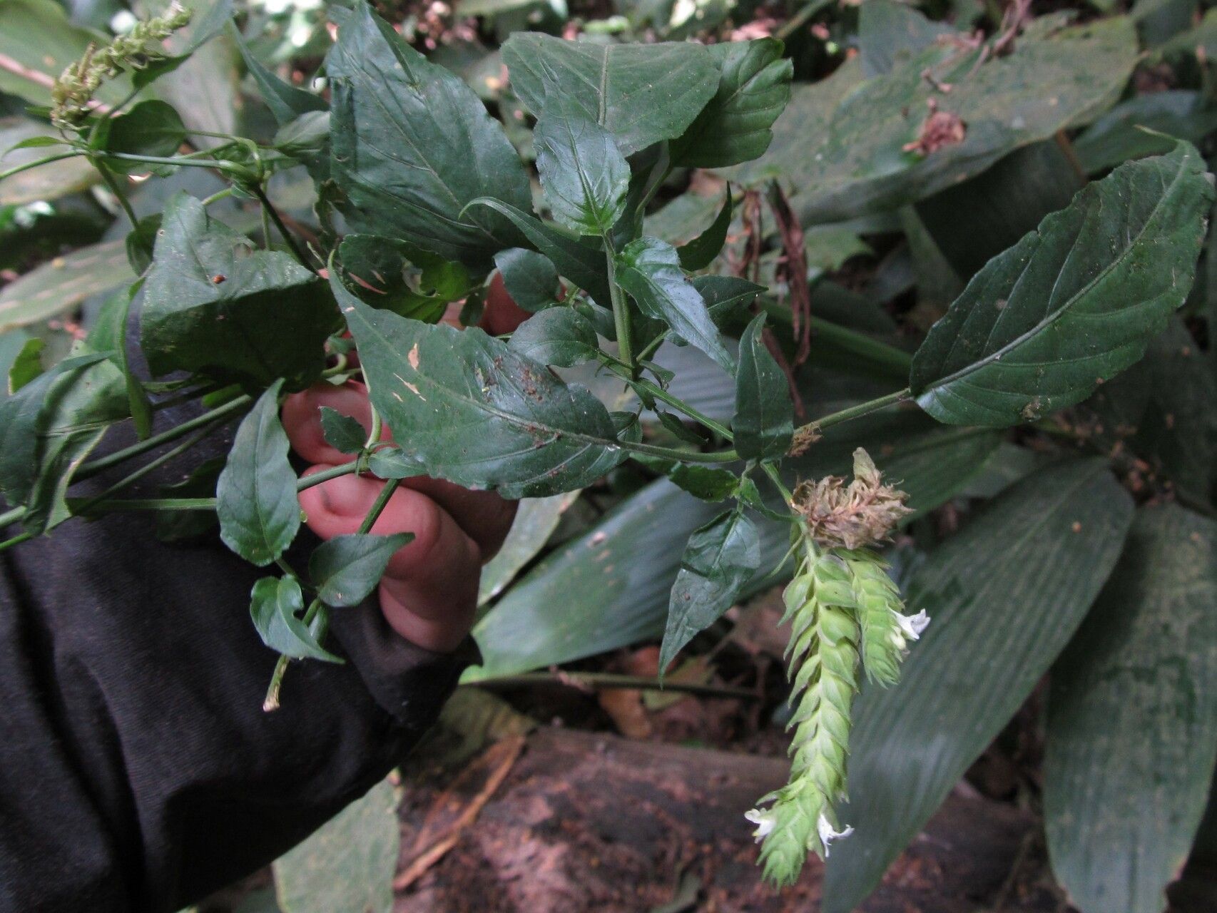 Rungia camerunensis habit