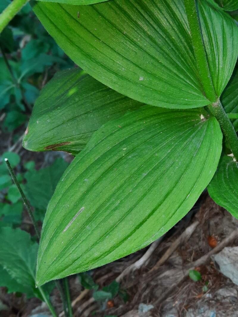 Cypripedium calceolus — related species from the same genus