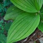 Cypripedium calceolus