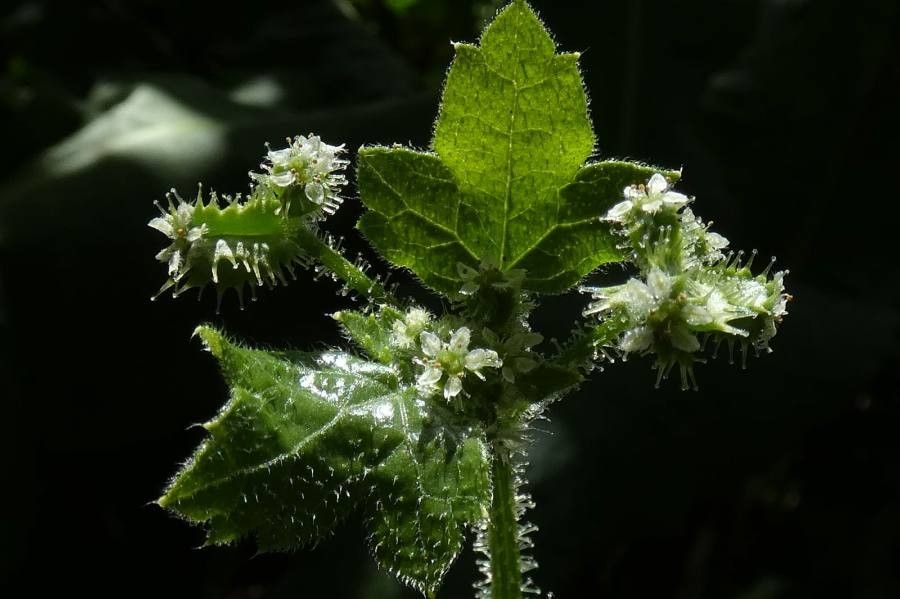 Bowlesia incana flower
