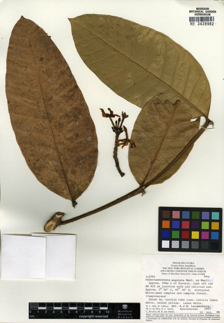 Tabernaemontana angulata — search result for 'Tabernaemontana'