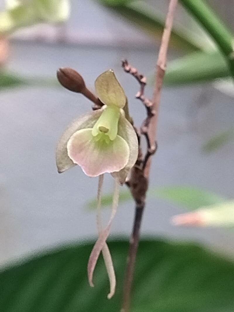 Epidendrum longipetalum — search result for 'Epidendrum'