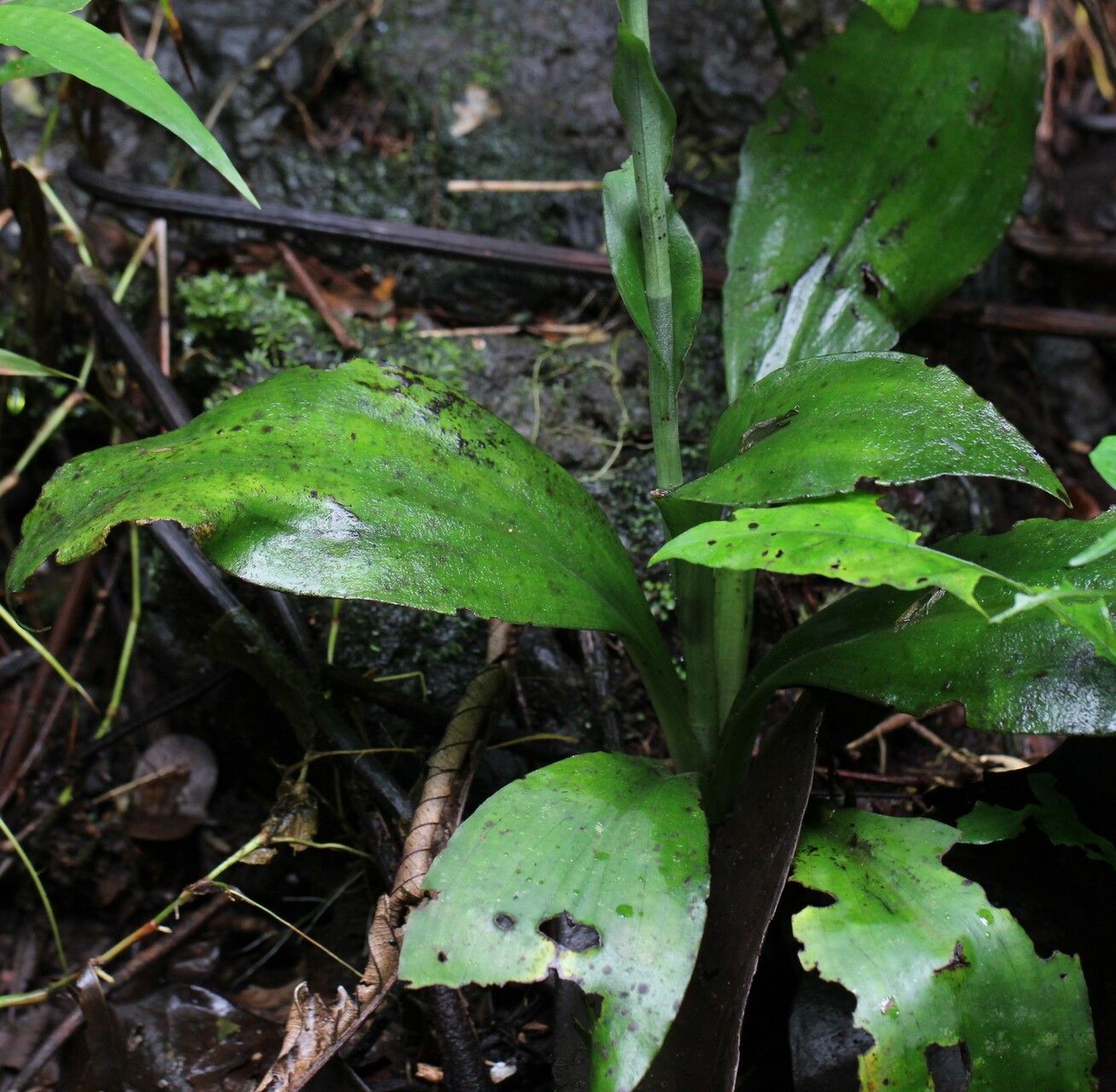 Habenaria batesii — houseplant care guide