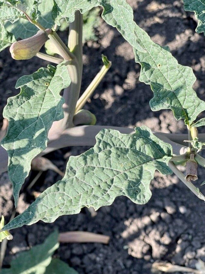 Datura ceratocaula leaf