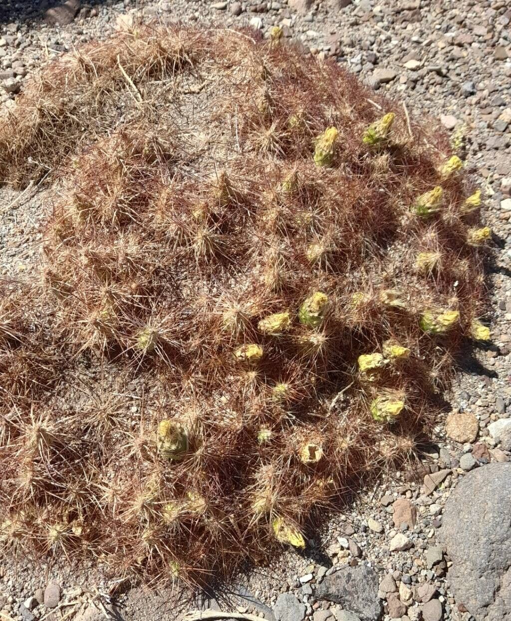 Maihueniopsis colorea habit