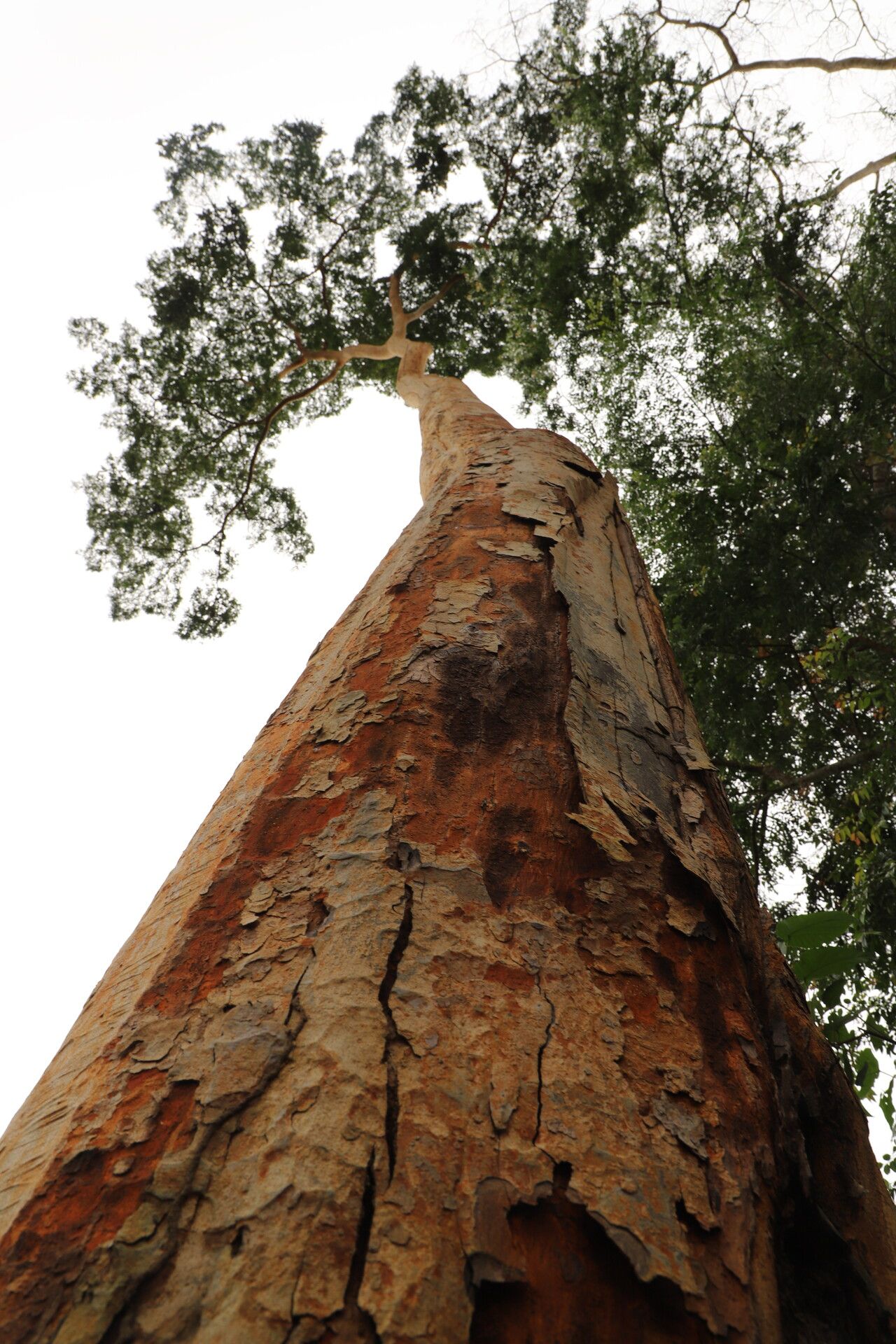 Guibourtia arnoldiana bark