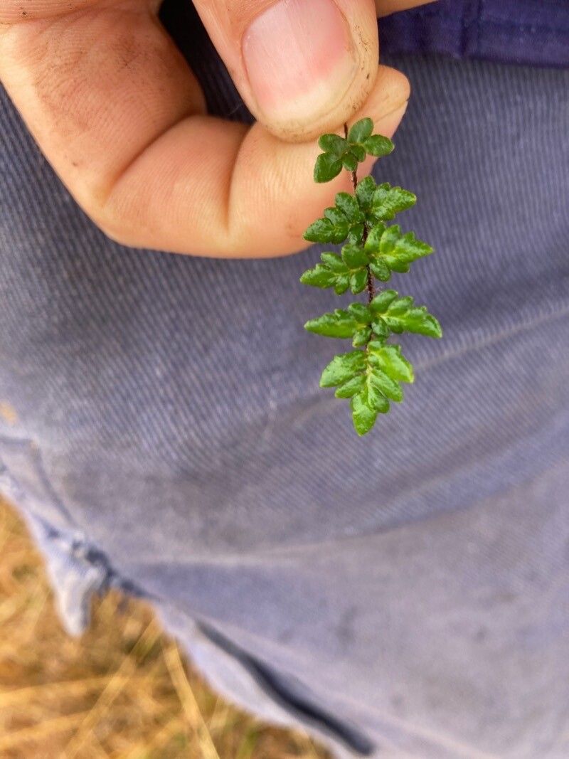 Hemionitis sieberi leaf