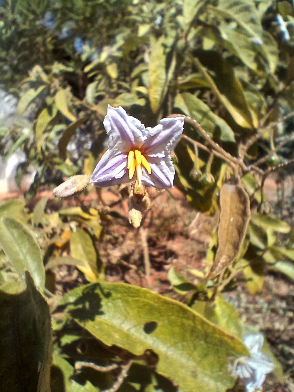 Solanum subumbellatum flower